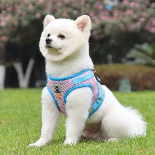 Harnais pour chien en maille respirante rose et bleu