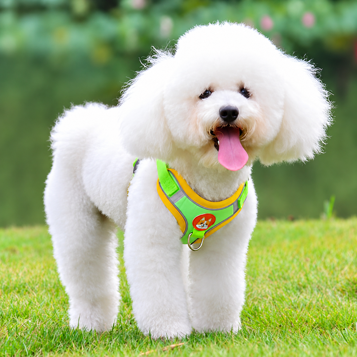 Harnais anti-traction vert pour chien – confort supérieur et sécurité renforcée