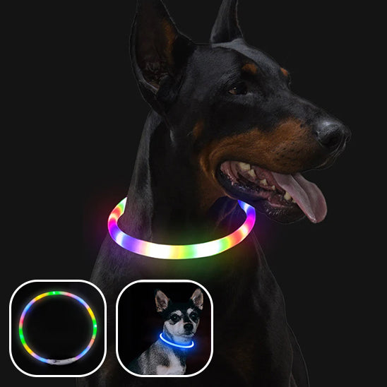 Collier lumineux pour chien