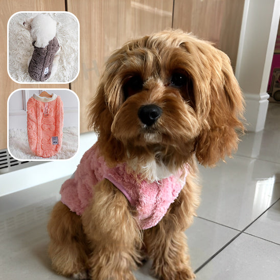 pull-pour-chien
