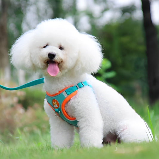 Harnais anti-traction bleu pour chien – confort et sécurité pour des promenades maîtrisées