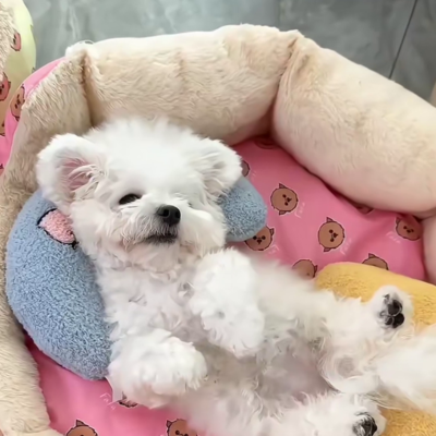 Oreiller apaisant pour chien