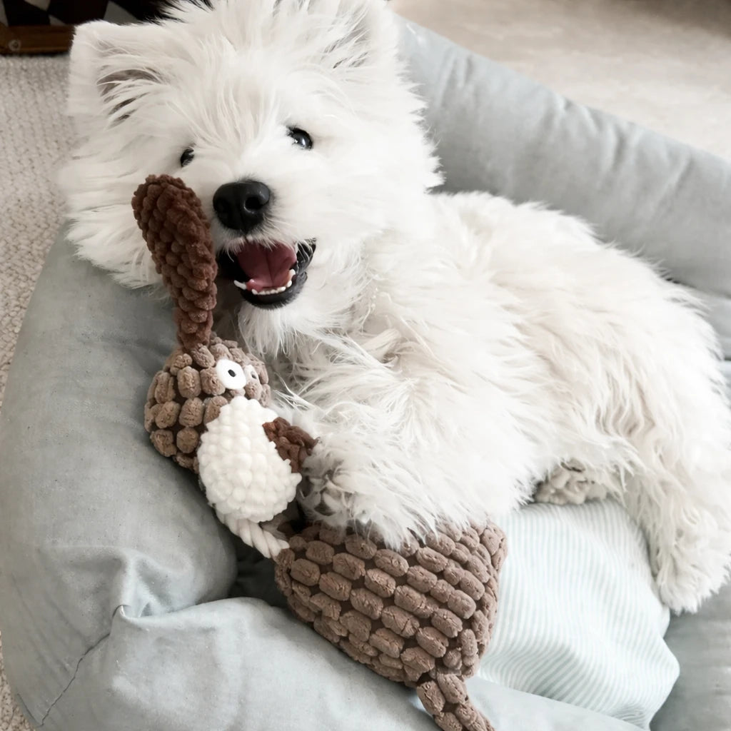 Jouet peluche âne pour chien avec couineur, doux et résistant