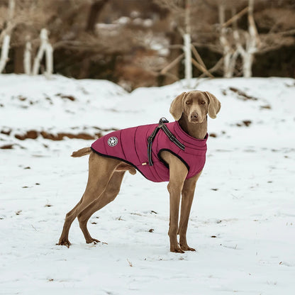 Manteau-d'hiver-pour-chien