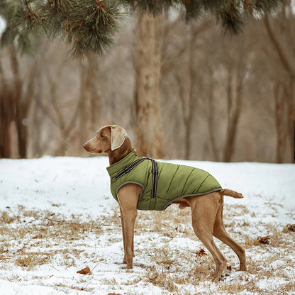 Grand chien dans la neige avec manteau d’hiver bordeaux – Vêtement chaud et imperméable pour l’hiver