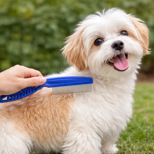 Peigne anti-puces pour chien utilisé sur un petit chien lors du toilettage