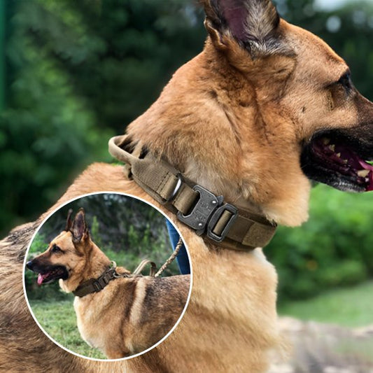 Collier pour chien | Tactique Militaire