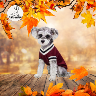 PetPull™ | Pull de style Collégial sweater pour chien Chienjoueur Rouge  