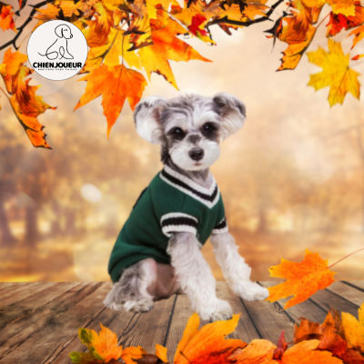 PetPull™ | Pull de style Collégial sweater pour chien Chienjoueur Vert  