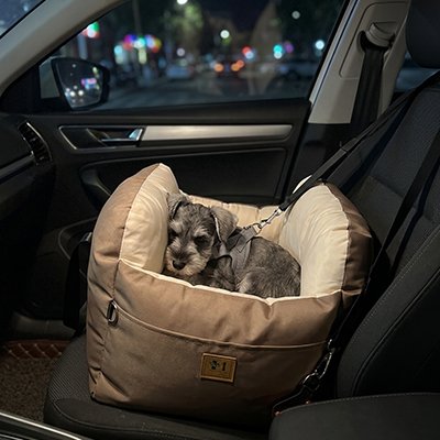Siege auto pour chien 