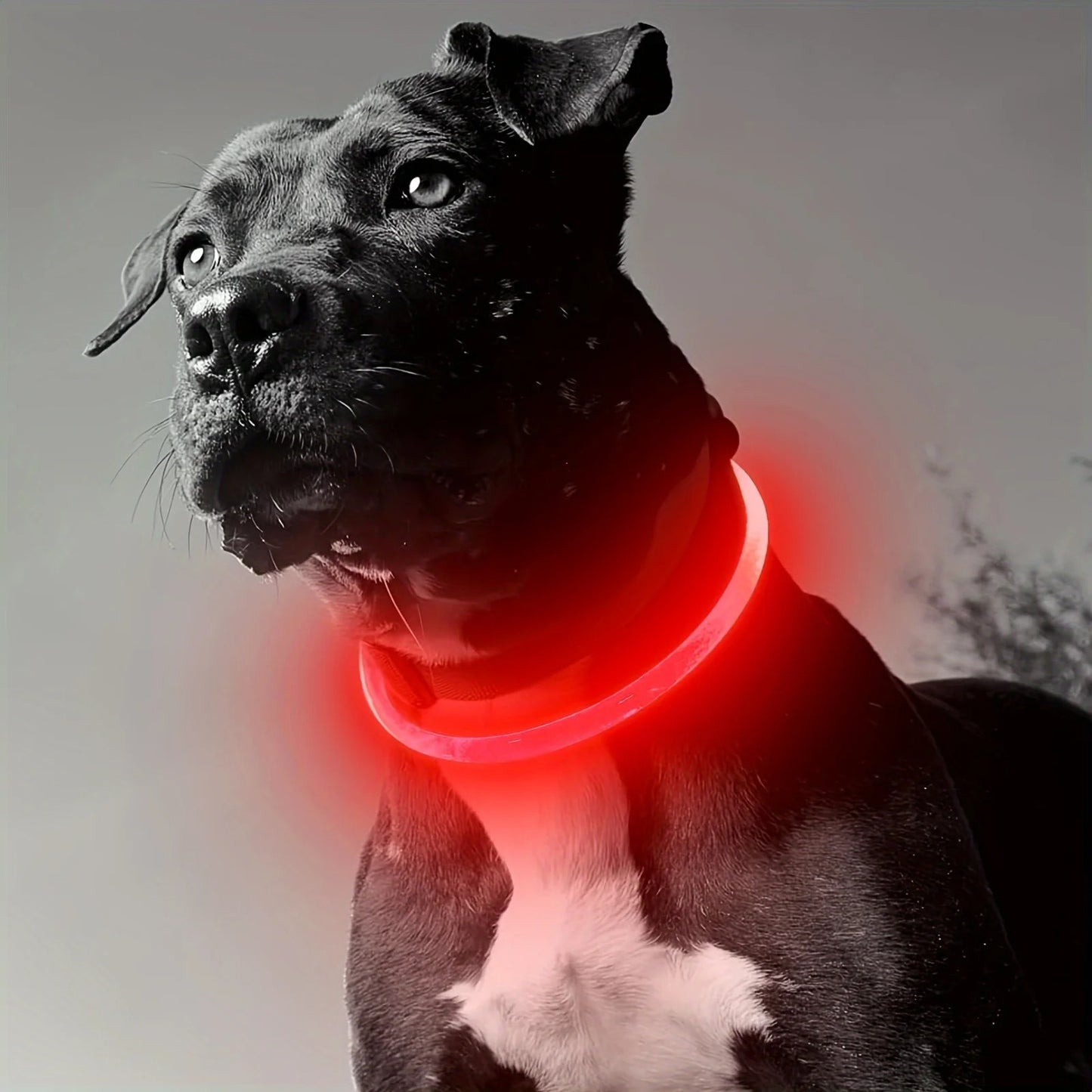 Collier lumineux pour chien