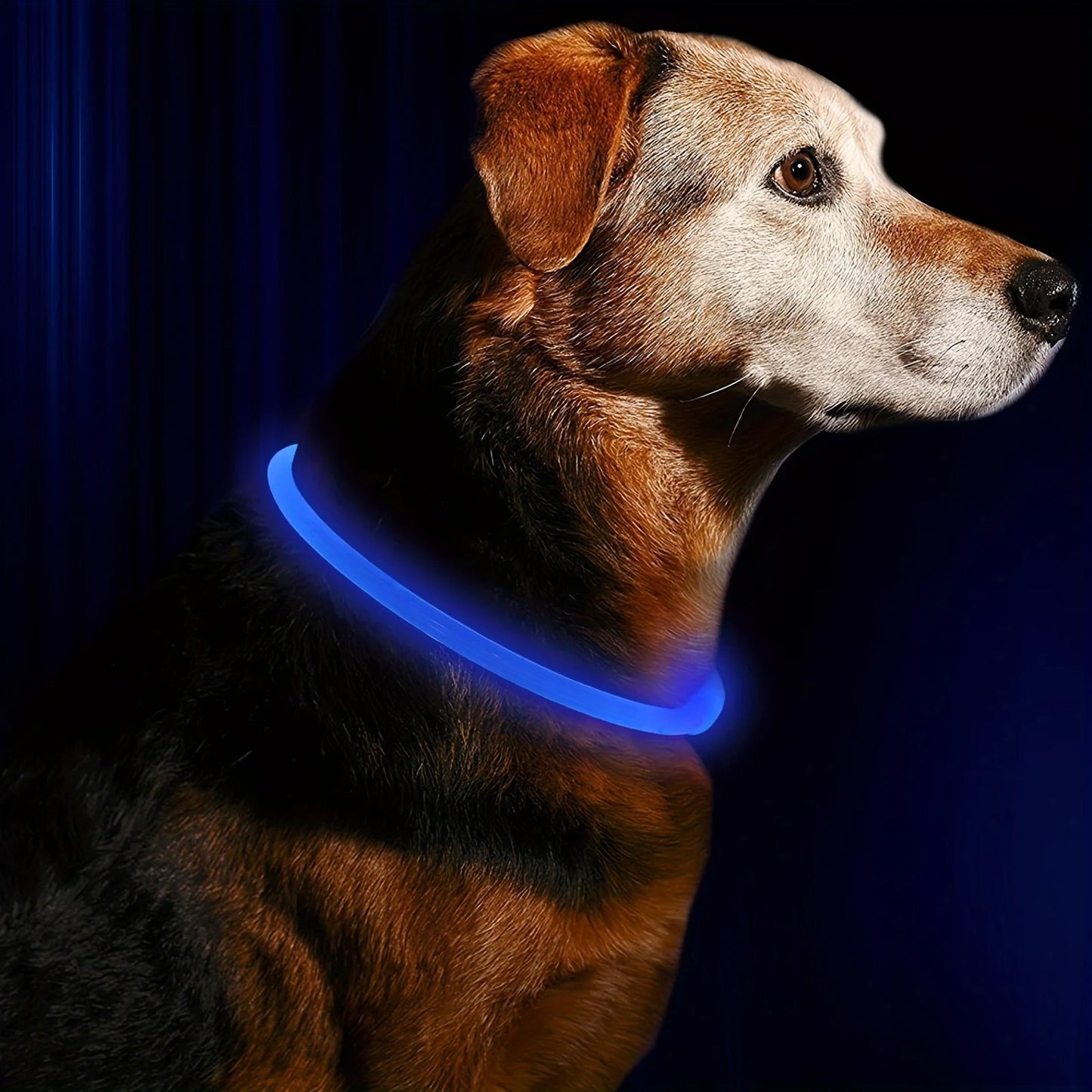 Collier lumineux pour chien